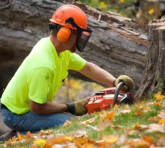 tree services Capac